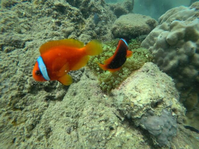 Cham Island: Underwater Walking & Snorkeling Tour - Review Summary and Ratings