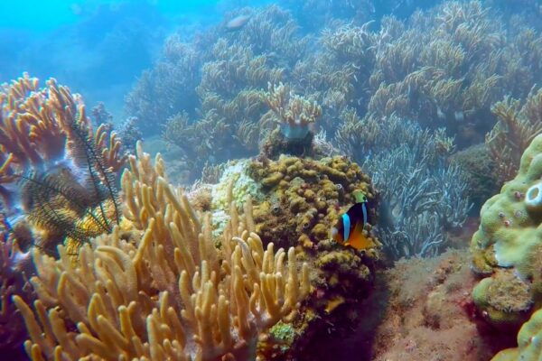Cham Island: Underwater Walking & Snorkeling Tour - The Sum Up