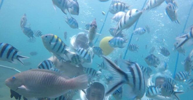 Cham Islands: Experience Underwater Snorkeling Excursion - Important Information