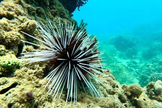 Cham Islands Snorkelling Daily Ingroup Tour - Additional Information