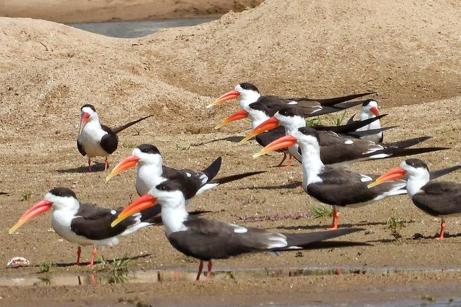 Chambal River Safari - Tour Details