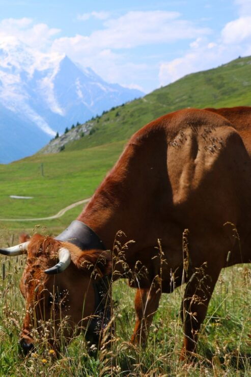 Chamonix and Aravis Local Tour - Tour Overview