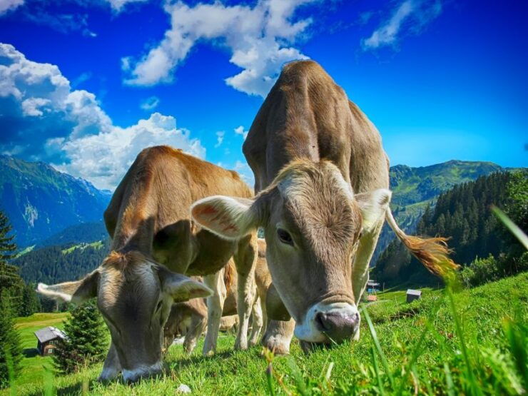 Chamonix and Aravis Local Tour - Activity Details