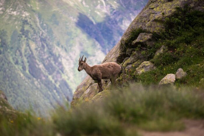 Chamonix: Guided Tour to the Aiguille Du Midi and Montenvers - Customer Review Highlights