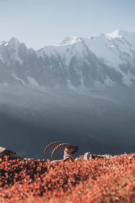 Chamonix: Mountain Photography Workshop at Lac Blanc - Good To Know