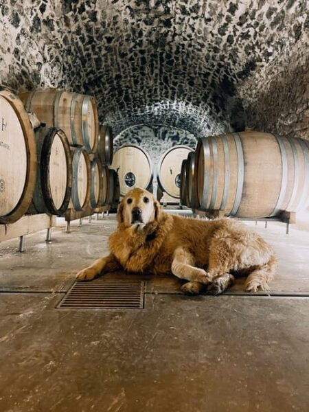 Champagne Cellar Experience: Explore Our Historic Cellars - Questions You May Have
