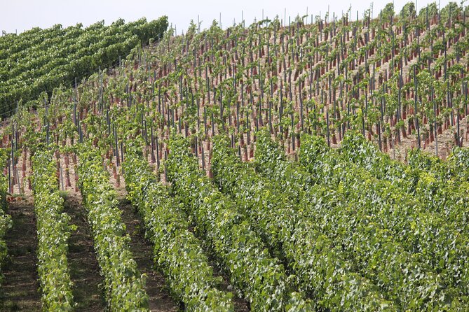 Champagne Enthusiast Custom Planned Tour - Groups of 9 or More - Tour Overview