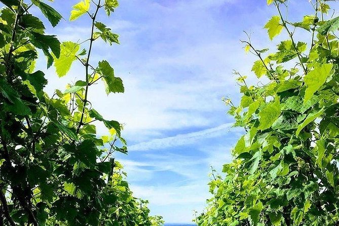 Champagne Lamiable: Stroll and Taste in the Grand Cru Champagne Vineyard - Family-Run Champagne Producer