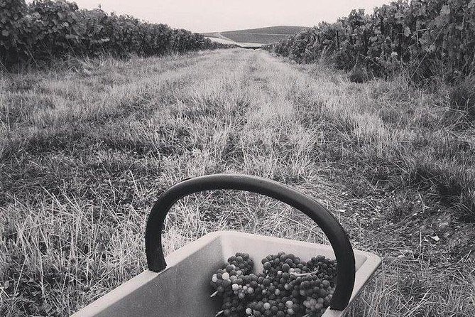 Champagne Lamiable: Stroll and Taste in the Grand Cru Champagne Vineyard - Wine Cellar Tour and Family History