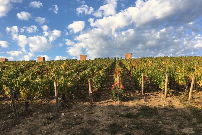 Champagne & Loire Valley Small Group Double Wine Day Tours - Wine Tasting and Vineyard Tours