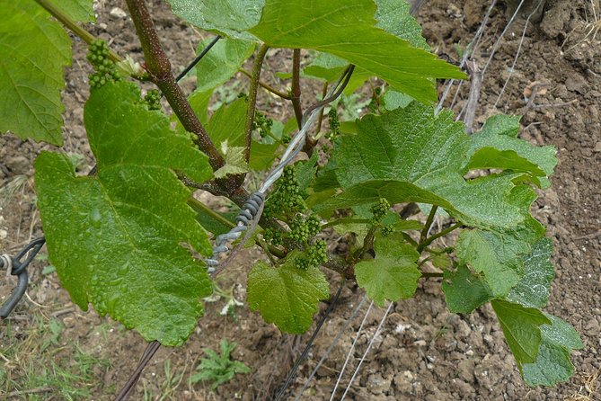 Champagne Lover Tour With Private Driver - 100% Grand Cru Pinot Noir - Overview of the Tour