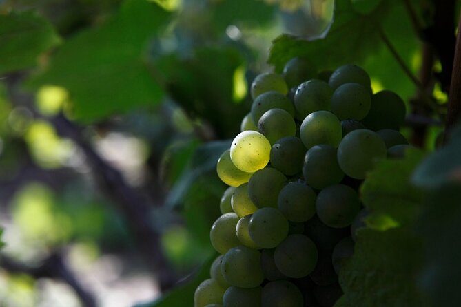 Champagne Lovers Full-Day Private Mercedes Tasting Tour  - Reims - Exclusive Tastings in Four Champagne Houses