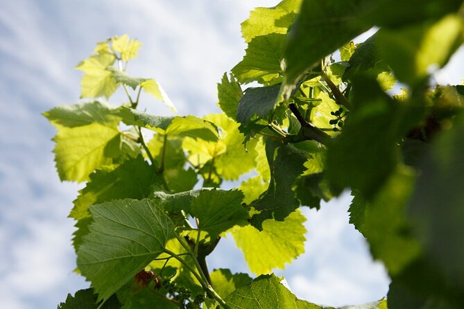 Champagne Lovers Full-Day Private Mercedes Tasting Tour  - Reims - Chauffeured Mercedes Transportation