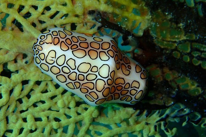 Champagne Reef Snorkeling Tour at Champagne Beach in Dominica - Marine Life at Champagne Reef