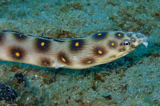 Champagne Reef Snorkeling Tour at Champagne Beach in Dominica - Tour Requirements and Restrictions