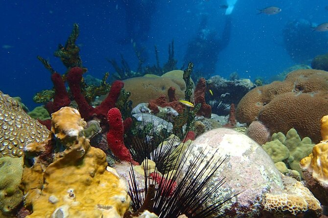 Champagne Reef Snorkeling Tour at Champagne Beach in Dominica - Cancellation Policy