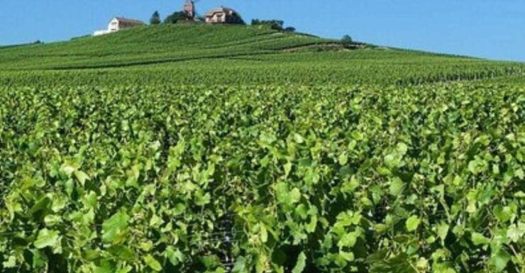 Champagne Region From Paris: Reims and Champagne Tasting - Tour Details