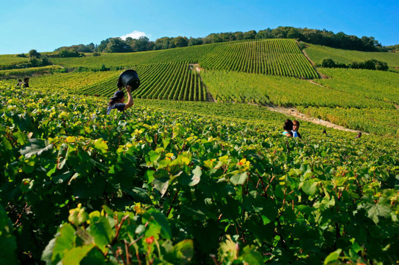 Champagne Tasting Tour in Champagne and Reims from Paris - The day’s pace and practical limits