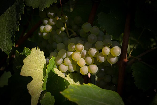 Champagne Tasting Tours Day Trip From Paris - Additional Information