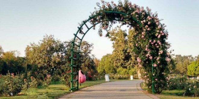 Chandigarh: Private Full-Day Sightseeing Tour of the City - Rose Garden: Exquisite Flora and Romantic Ambiance