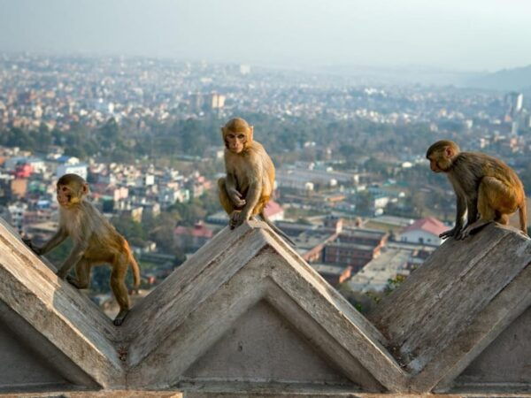 Chandragiri Cable Car Adventure & Swayambhunath Temple Visit - Important Safety Considerations