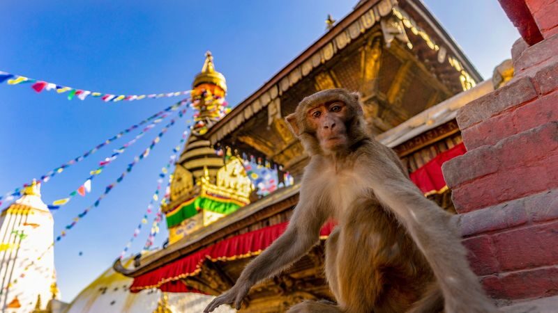 Chandragiri Cable Car and Monkey Temple Tour in Kathmandu - What to know before you go