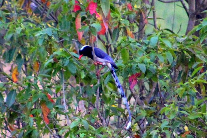 Changunarayan Hill to Telkot Hike Near Kathmandu Day Tour - Details of the Outstanding Trip and Value