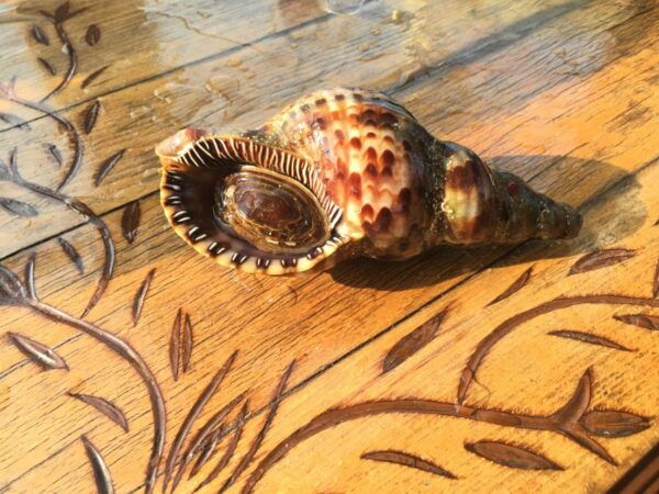 Chania: Boat Cruise to Agioi Theodoroi and Lazaretta Island - Frequently Asked Questions
