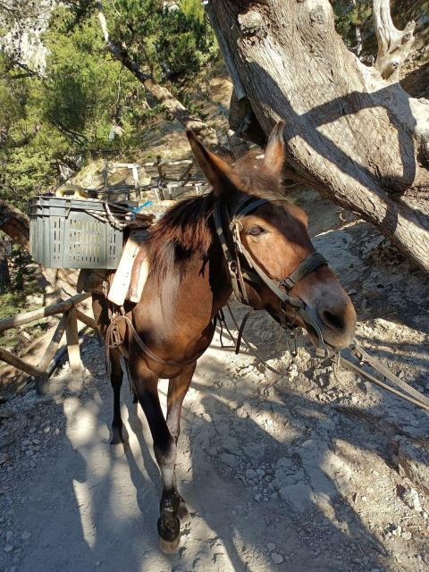 Chania: Culture Combo Pack (Samaria Gorge-Knossos-Tasting) - Cultural Combo Pack Overview