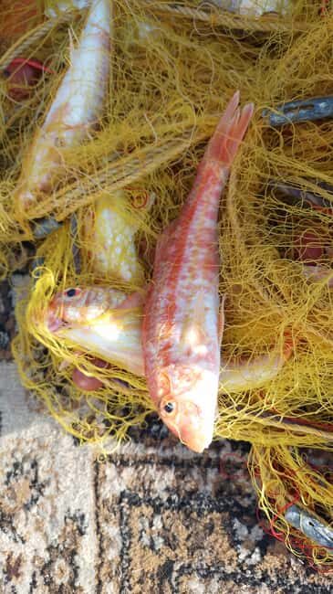 Chania Fishing with Nets: Catch&Cook with a Local Fisherman - FAQs
