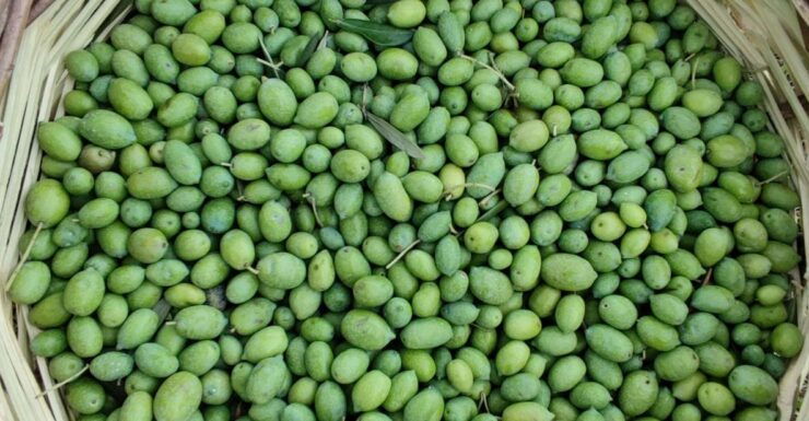Chania: Full Moon Olive Harvest - Tour Location and Duration