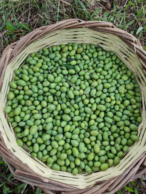 Chania: Full Moon Olive Harvest - Event Details