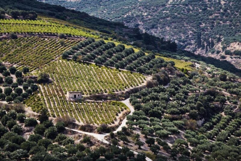 Chania Luxuries: Secrets of Wine and Olive Oil Tastings - Good To Know  