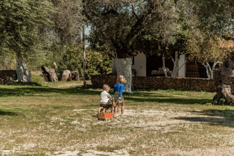 Chania Luxuries: Secrets of Wine and Olive Oil Tastings - Marvel at the Ancient Olive Tree of Vouves  
