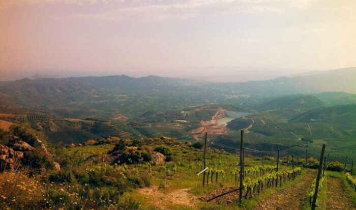 Chania Luxuries: Secrets of Wine and Olive Oil Tastings - Wrapping It Up  