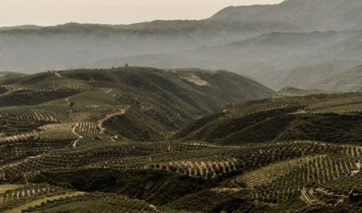 Chania Luxury Jeep Safaris: Manousakis Vineyard & Winery - Activity Details