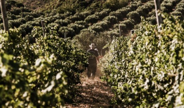 Chania Luxury Jeep Safaris: Manousakis Vineyard & Winery - The Sum Up