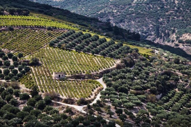 Chania Luxury Jeep Safaris: Wine & Olive Oil Tasting Secrets - Full Description of the Activity