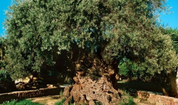 Chania Luxury Jeep Safaris: Wine & Olive Oil Tasting Secrets - Wine Tasting Secrets