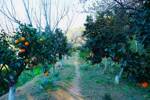 Chania: Nature Road Trip With Botanical Garden and Lunch! - Wildlife Encounters