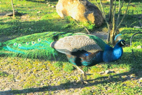 Chania: Nature Road Trip With Botanical Garden and Lunch! - Frequently Asked Questions
