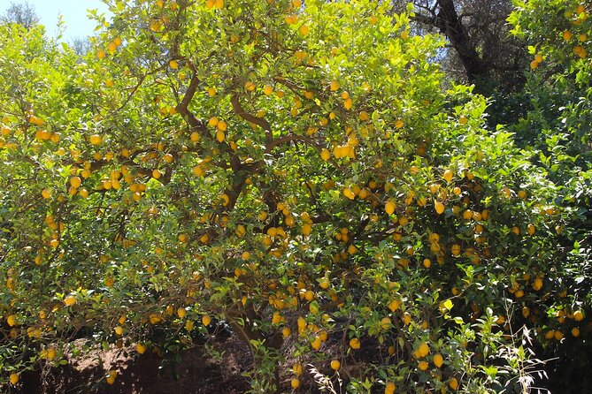 Chania Nature & Villages, White Mountains & Unique Cretan Lunch - Taking in Local Culture and Traditions