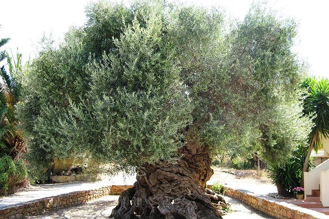 Chania Old Town - Millennial Olive Tree - Olive Oil Mill - History of Chania Old Town