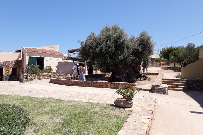 Chania Old Town - Millennial Olive Tree - Olive Oil Mill - Olive Tree Museum of Vouves