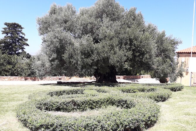 Chania Old Town - Millennial Olive Tree - Olive Oil Mill - Must-Visit Attractions in Chania Old Town