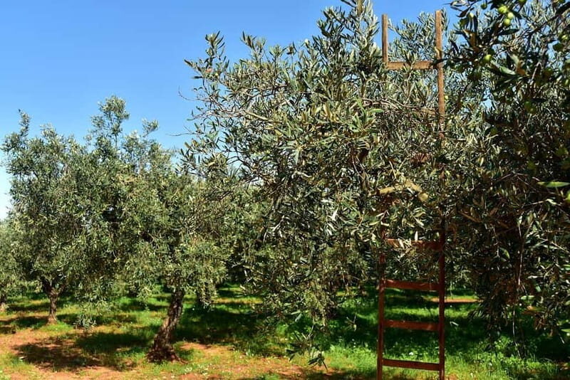 Chania: Olive Harvest Day Trip with Guide & Transport - Practical Details and Considerations