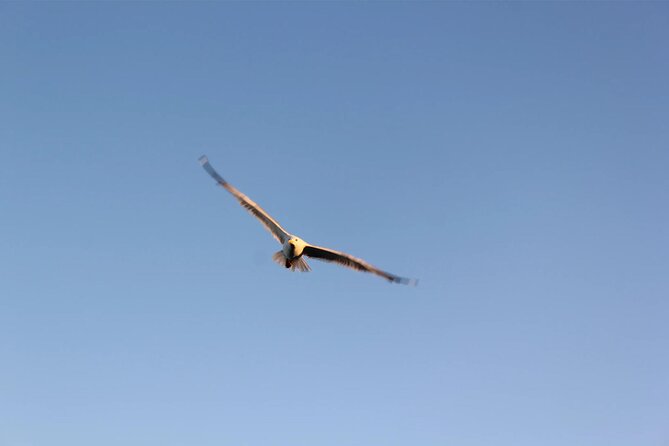 Chania Pink Beaches Private Tour: Elafonisi & Falassarna - Cancellation Policy