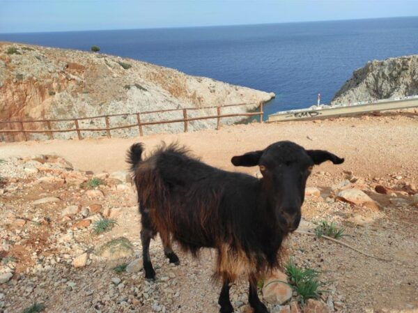 Chania Pink Sand Beaches Private Tour: Elafonisi & Falasarna - The Sum Up