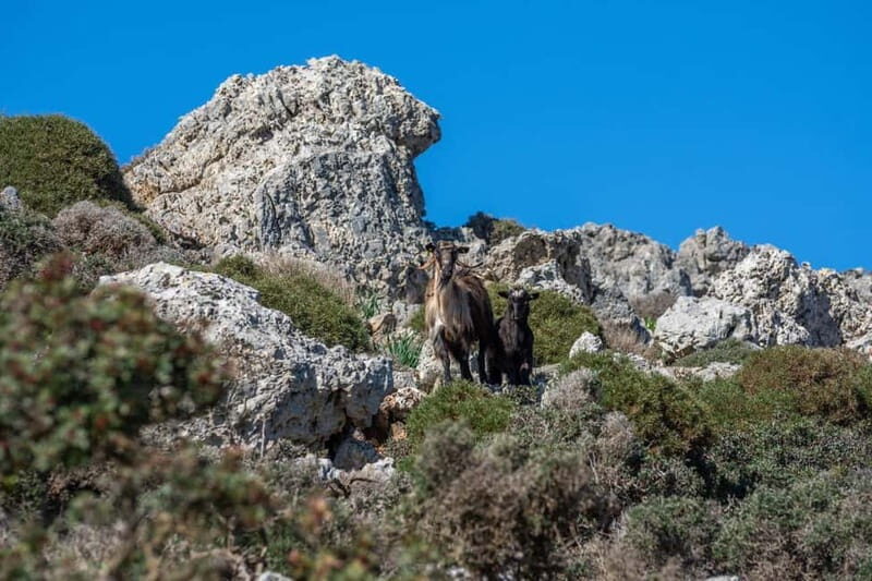 Chania: Private Jeep Safari to Balos, Falassarna & Elafonisi - Who Is This Tour Best For?