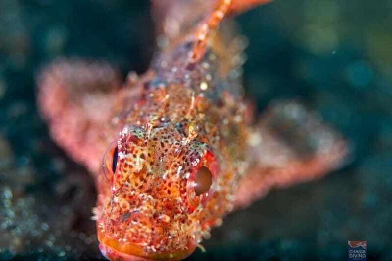 Chania: Scuba Diving and Snorkeling for Beginners by Boat - FAQ